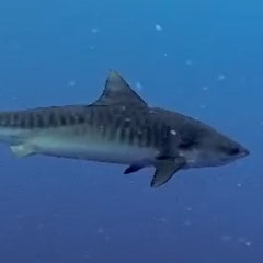 Bob Gilmour MV Carpe Diem January 2026